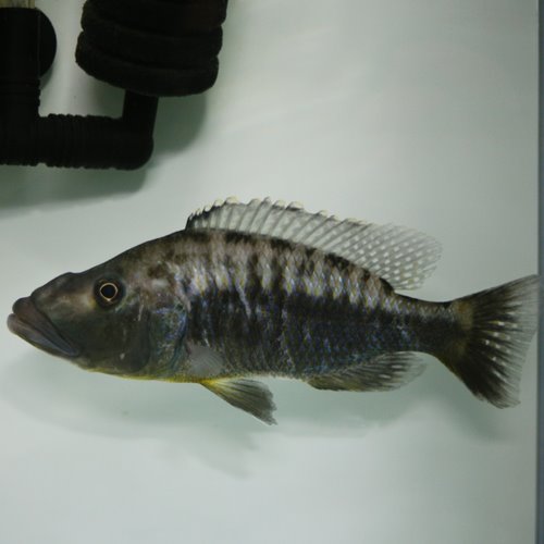 [말라위]Tyrannochromis polyodon 폴요돈