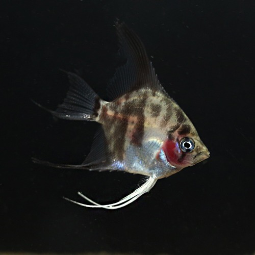 [엔젤피쉬]Blushing angelfish 브러싱엔젤피쉬